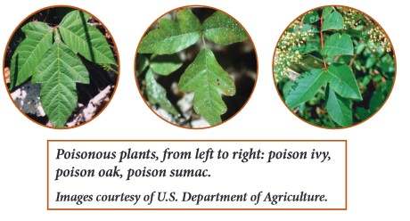 leaves of poisonous plants