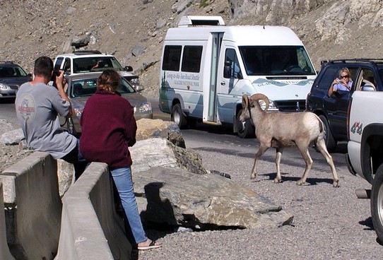 bighorn sheep, cars and people out of their car