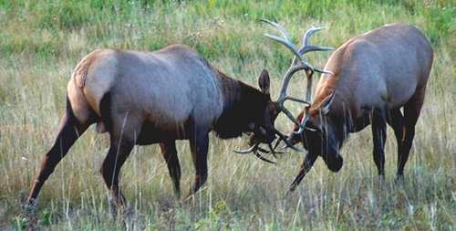 two elk pushing their antlers against each other