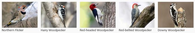 five woodpeckers