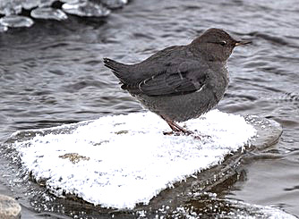 bird sitting on snowy rock in the water