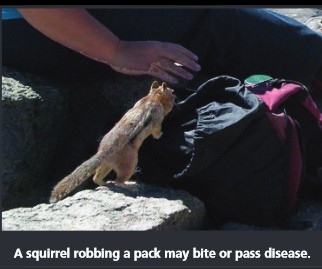 photo says a squirrel robbing a pack may bite or pass disease 
