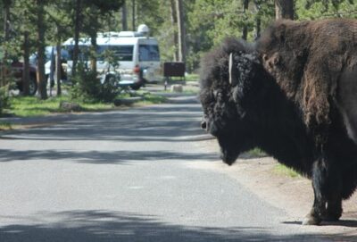 bison crossing road in campground
