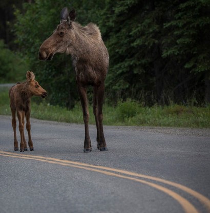 cow moose and calf on road 