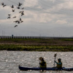 flock of birds flies over kayakers