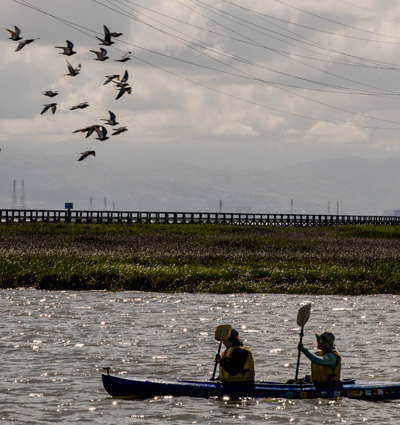 flock of birds flies over kayakers