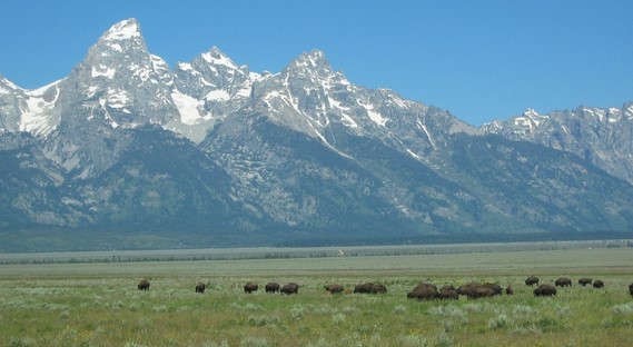 bison heard and mountains