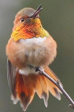 rufous humming bird