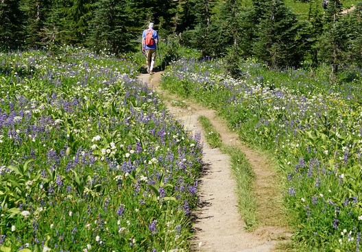 2 trails next to each other across wildflower meadow