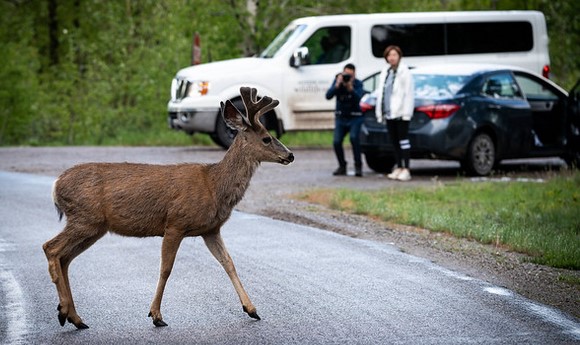 mule deer crossing a road