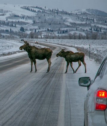 cow and calf moose cross snowy road