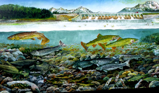 drawing of fish and river