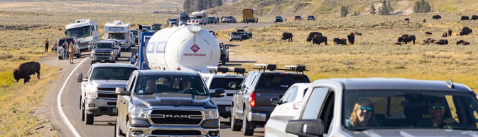 traffic jam with many bison at side of road