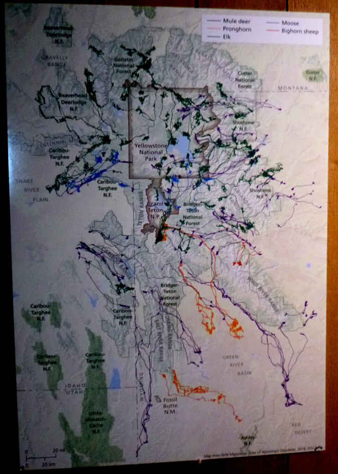 map with animal migration routes