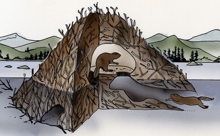 drawing of interior and exterior of beaver lodge