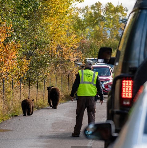 man in yellow vest on road with 2 bears and a lot of traffic