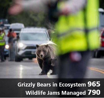 photo of bears crossing road