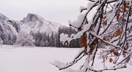 Half Dome beyond snow covered branches