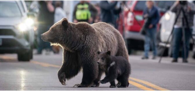 mama bear and cup crossing road