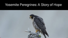 poster says Yosemite peregrines a story of hope