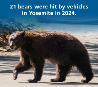 bear and text that says 21 bears were hit by vehicles in Yosemite in 2024