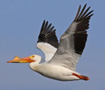 white pelican flying