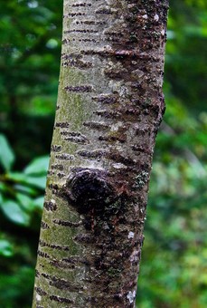 bark on an aspen tree