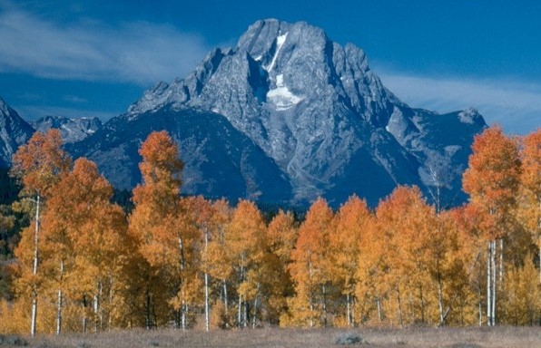 fall leaf color on aspen trees