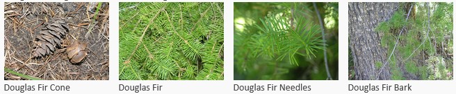 a cone, tree needles and bark