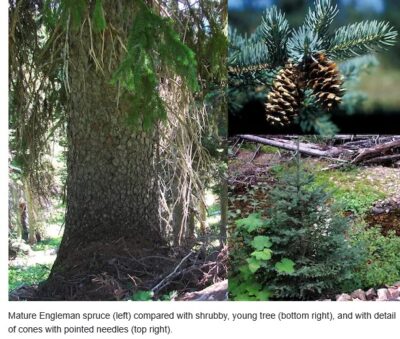 mature and young trees and cones