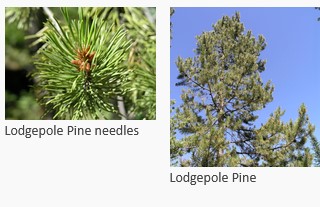 pine tree needles and tree