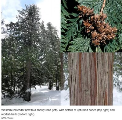 tree, cones and bark