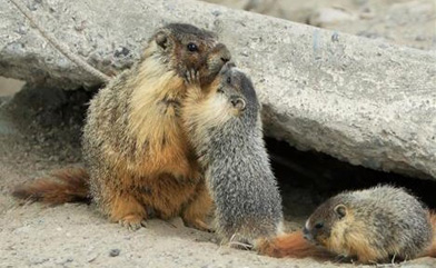 marmot mom and two offspring