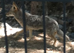 coyote as seen walking behind metal fence