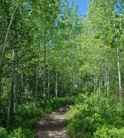 trail through forest of aspen