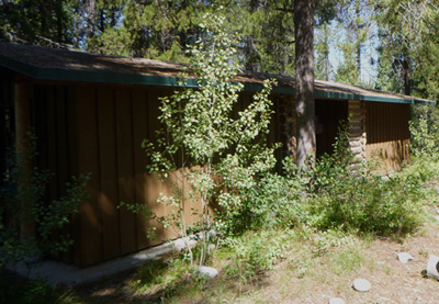 tree in front of cabin