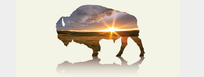 sunrise within an outline of a bison