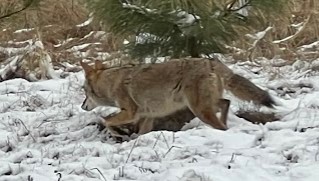 coyote running in snow