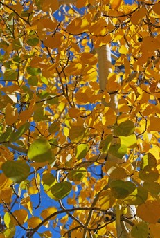 many aspen leaves in different colors