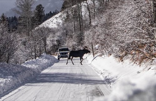 moose crossing road covered with snow