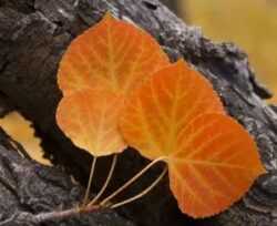 aspen leaves