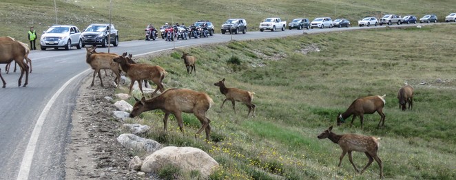 herd of elk crossing road stops traffic