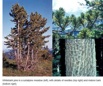 tree, needles and bark