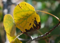 aspen leaf