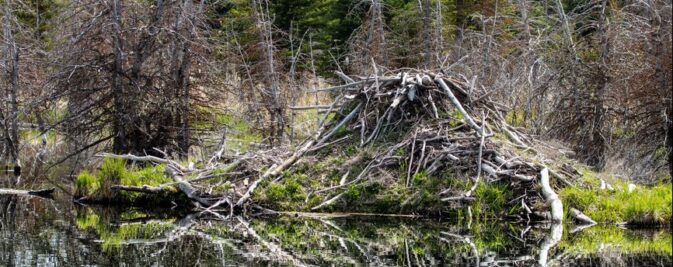 beaver lodge with grasses growing on it