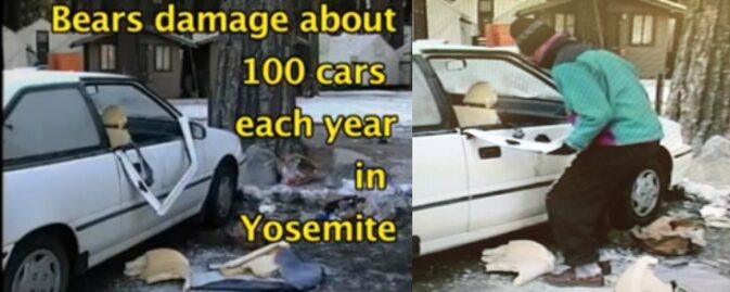 words on photo of car with bent door say bears damage about 100 cars each year in yosemite