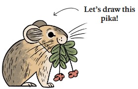 drawing of a Pika