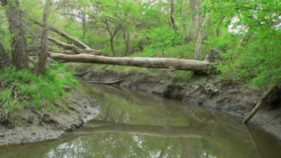 large tree trunk across muddy river
