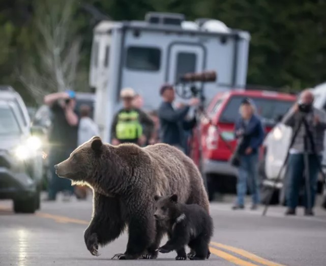 two bears crossing road with many photographers