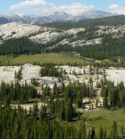 meadows and domes